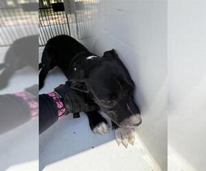 Labrador Retriever Dogs for adoption in Houston, TX, USA