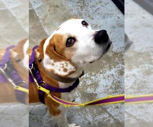 Beagle-Unknown Mix Dogs for adoption in Mt. Vernon, IN, USA