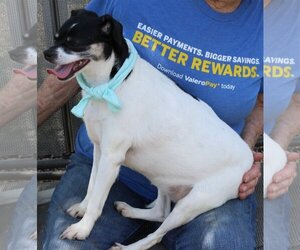 Chug Dogs for adoption in Bandera, TX, USA