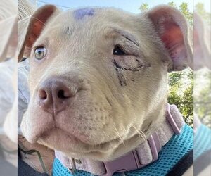 American Pit Bull Terrier Dogs for adoption in Austin, TX, USA