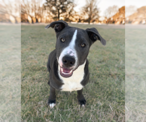American Pit Bull Terrier-Labrador Retriever Mix Dogs for adoption in Phoenix, AZ, USA