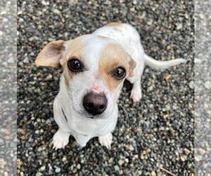 Chihuahua-Unknown Mix Dogs for adoption in Bellevue, WA, USA