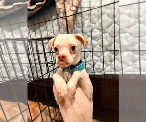 Chihuahua-Unknown Mix Dogs for adoption in New London, WI, USA