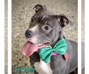 Boxer Dogs for adoption in Mason, MI, USA