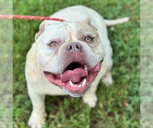 Bulldog-Unknown Mix Dogs for adoption in Yardley, PA, USA