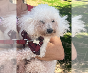 Bichon Frise Dogs for adoption in San Diego , CA, USA