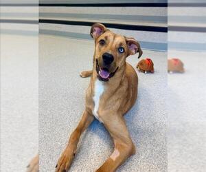 Labrador Retriever-Unknown Mix Dogs for adoption in Toronto, Ontario, Canada