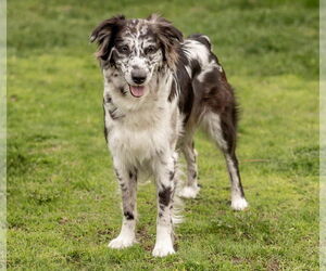 Australian Shepherd-Unknown Mix Dogs for adoption in Princeton, MN, USA