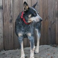 Medium Photo #1 Mutt Puppy For Sale in Paso Robles, CA, USA