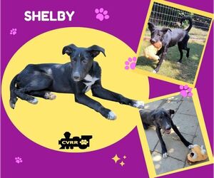 Border Collie-Unknown Mix Dogs for adoption in Lindsay, CA, USA