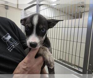 Australian Cattle Dog-Unknown Mix Dogs for adoption in Jackson, CA, USA