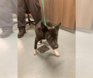 German Shepherd Dog-Unknown Mix Dogs for adoption in Baytown, TX, USA