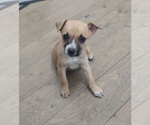 Mutt Dogs for adoption in OKLAHOMA CITY, OK, USA