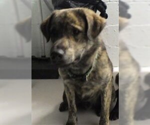 Huskies -Labrador Retriever Mix Dogs for adoption in Augusta, GA, USA