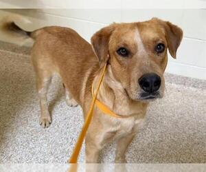 Labrador Retriever-Unknown Mix Dogs for adoption in Pueblo, CO, USA