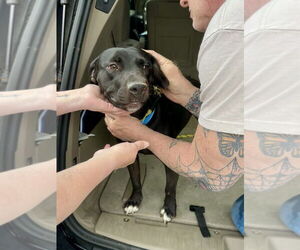Labrador Retriever-Unknown Mix Dogs for adoption in Brewster, NY, USA