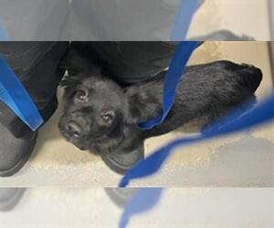 Dachshund-Unknown Mix Dogs for adoption in Tallahassee, FL, USA