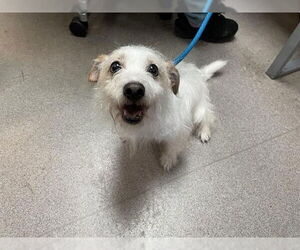 Mutt Dogs for adoption in Pasadena, CA, USA