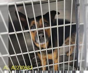 German Shepherd Dog Dogs for adoption in West Palm Beach, FL, USA
