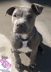 American Pit Bull Terrier Dogs for adoption in Canutillo, TX, USA
