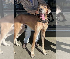 Great Dane Dogs for adoption in Bullard, TX, USA