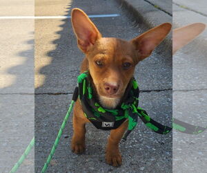 Dachshund-Unknown Mix Dogs for adoption in Dallas, TX, USA