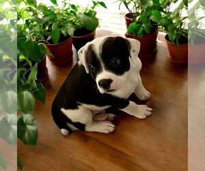 Mutt Dogs for adoption in Menifee, CA, USA