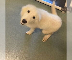 Great Pyrenees-Unknown Mix Dogs for adoption in Baytown, TX, USA