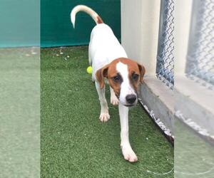 English Foxhound Dogs for adoption in Fort Lauderdale, FL, USA