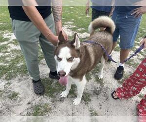 Siberian Husky Dogs for adoption in Ocala, FL, USA