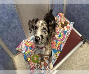 Mutt Dogs for adoption in Fort Collins, CO, USA