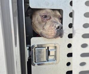 American Staffordshire Terrier-Unknown Mix Dogs for adoption in San Antonio, TX, USA