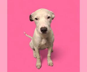 American Pit Bull Terrier Dogs for adoption in Bakersfield, CA, USA