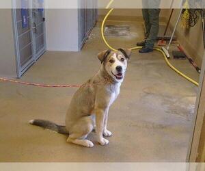 German Shepherd Dog-Siberian Husky Mix Dogs for adoption in Sacramento, CA, USA