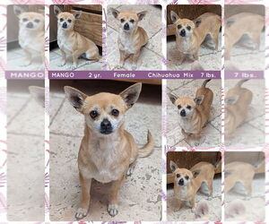 Chihuahua Dogs for adoption in Mesa, AZ, USA