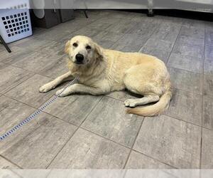 Labrador Retriever-Unknown Mix Dogs for adoption in Grand Prairie, TX, USA