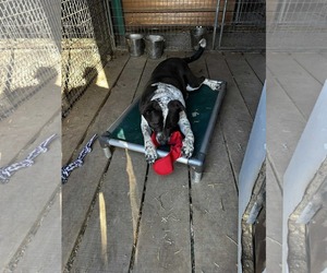 Labrador Retriever-Red Heeler Mix Dogs for adoption in Stover, MO, USA