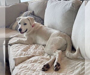 Mutt Dogs for adoption in Genesee, WI, USA