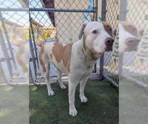 Labrador Retriever-Unknown Mix Dogs for adoption in Downey, CA, USA