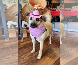 Puggle Dogs for adoption in Lexington Park, MD, USA