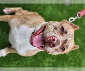 American Staffordshire Terrier-Unknown Mix Dogs for adoption in Sewaren, NJ, USA