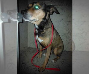 Labrador Retriever-Unknown Mix Dogs for adoption in St. Cloud, FL, USA