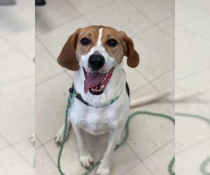 Mutt Dogs for adoption in Front Royal, VA, USA