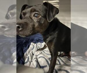 Mutt Dogs for adoption in Martinez, CA, USA