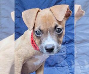 Boston Huahua Dogs for adoption in Olalla, WA, USA