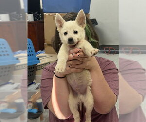 Siberian Husky-Unknown Mix Dogs for adoption in Pasadena, TX, USA
