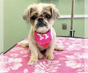 Shih Tzu Dogs for adoption in Orange, CA, USA