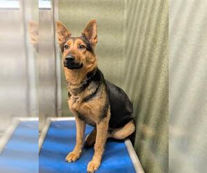 German Shepherd Dog Dogs for adoption in Downey, CA, USA