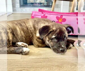 American Staffordshire Terrier-Unknown Mix Dogs for adoption in San Juan Capistrano, CA, USA