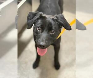 Labrador Retriever Dogs for adoption in Forestville, MD, USA